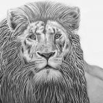 Le vieux lion