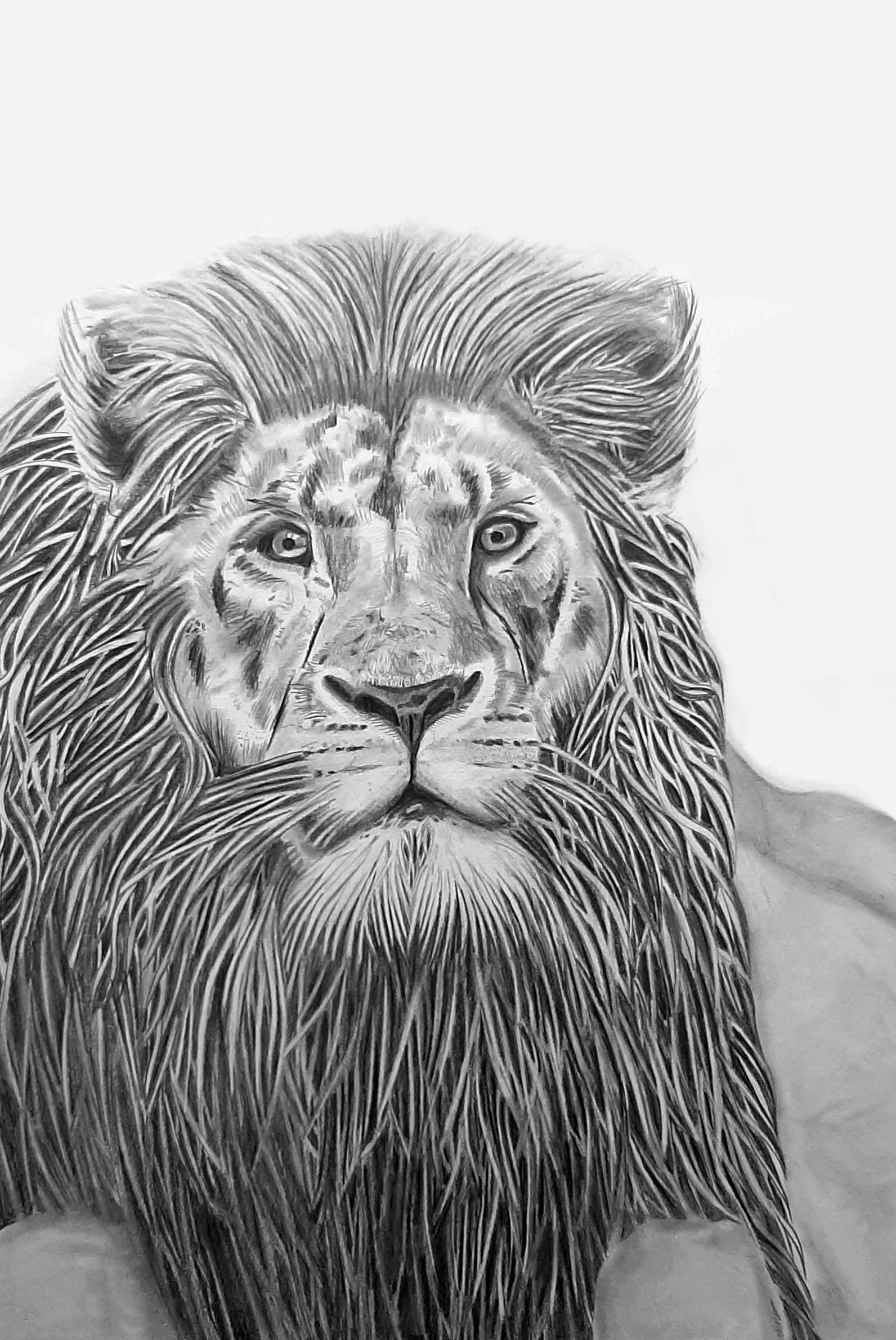 Le vieux lion