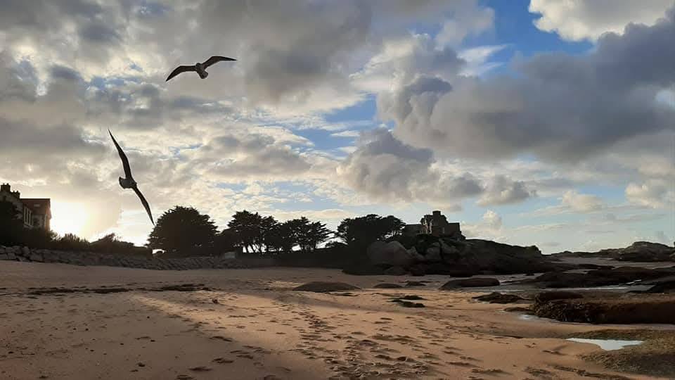 STAGE DE DESSIN avec DAM KAT en 2026 à Trégastel