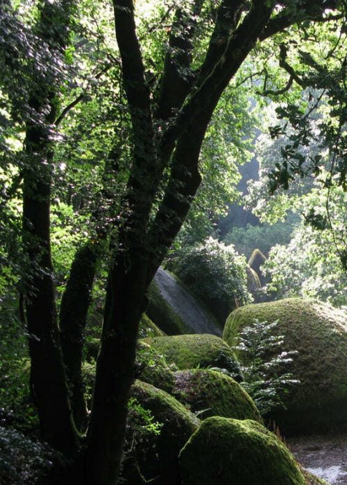 Arbres de Huelgoat, Atelier dessin peinture en foret de huelgoat avec DAM KAT