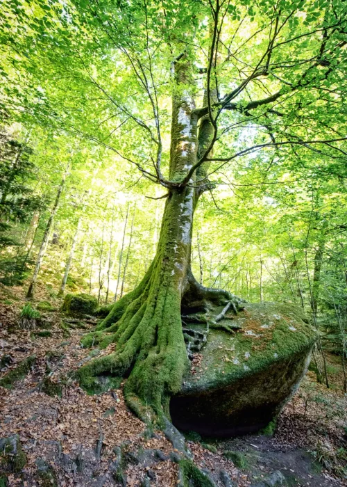 arbre-magique-foret-huelgoat-bretagne
