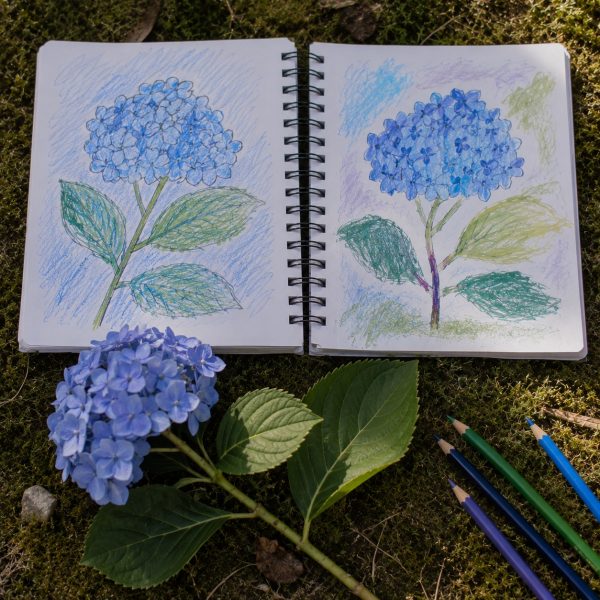 Atelier dessin enfants tregastel ploumanach lannion perros guirec brehat 33