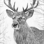Le cerf sacré