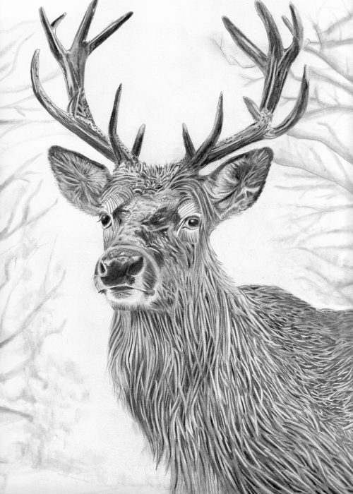 Le cerf sacré
